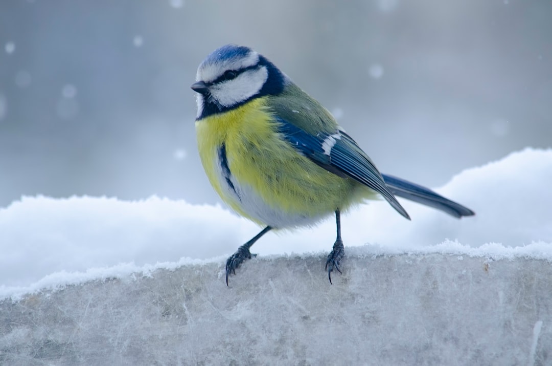 découvrez le bird test, une méthode innovante pour évaluer vos compétences et aptitudes dans divers domaines. améliorez votre performance et atteignez vos objectifs grâce à des exercices adaptés à vos besoins.