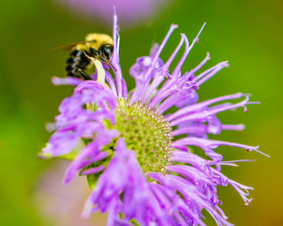 découvrez le concept de 'flourishing' et comment cultiver un bien-être durable, une vie épanouissante et un bonheur authentique à travers des pratiques de développement personnel et des idées inspirantes.