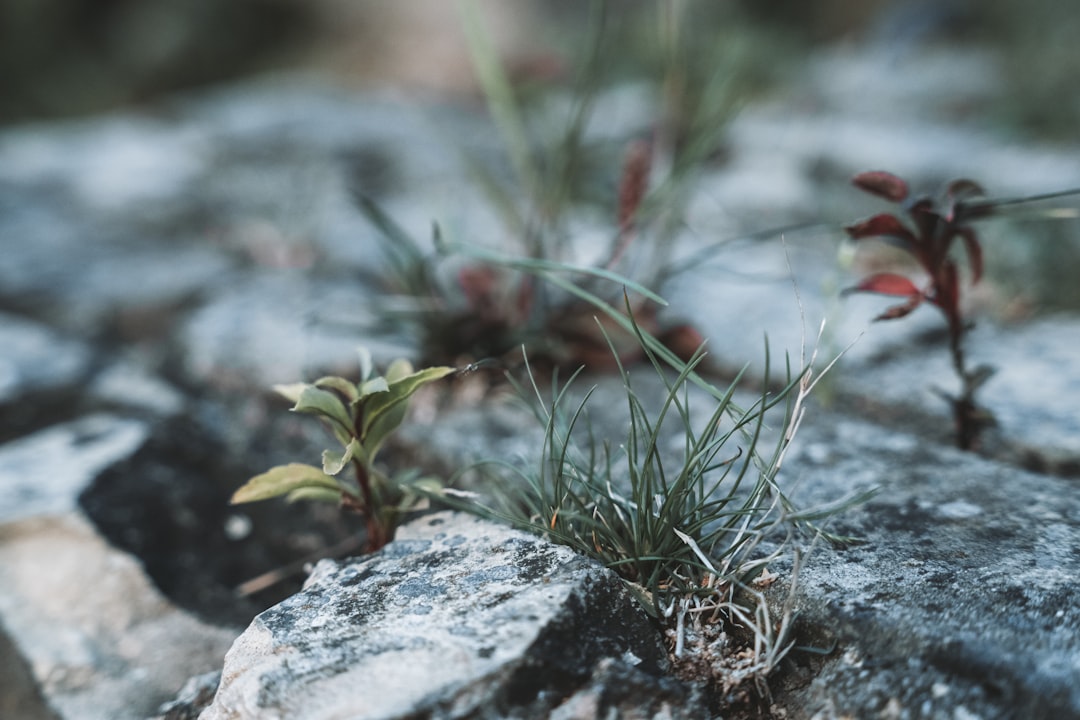 découvrez le concept de résilience, une capacité essentielle qui permet de surmonter les défis et de s'adapter face aux adversités. apprenez comment cultiver cette force intérieure pour renforcer votre bien-être et votre équilibre émotionnel.